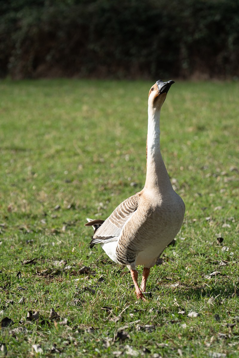 Swan Goose (Domestic type) - ML615342379
