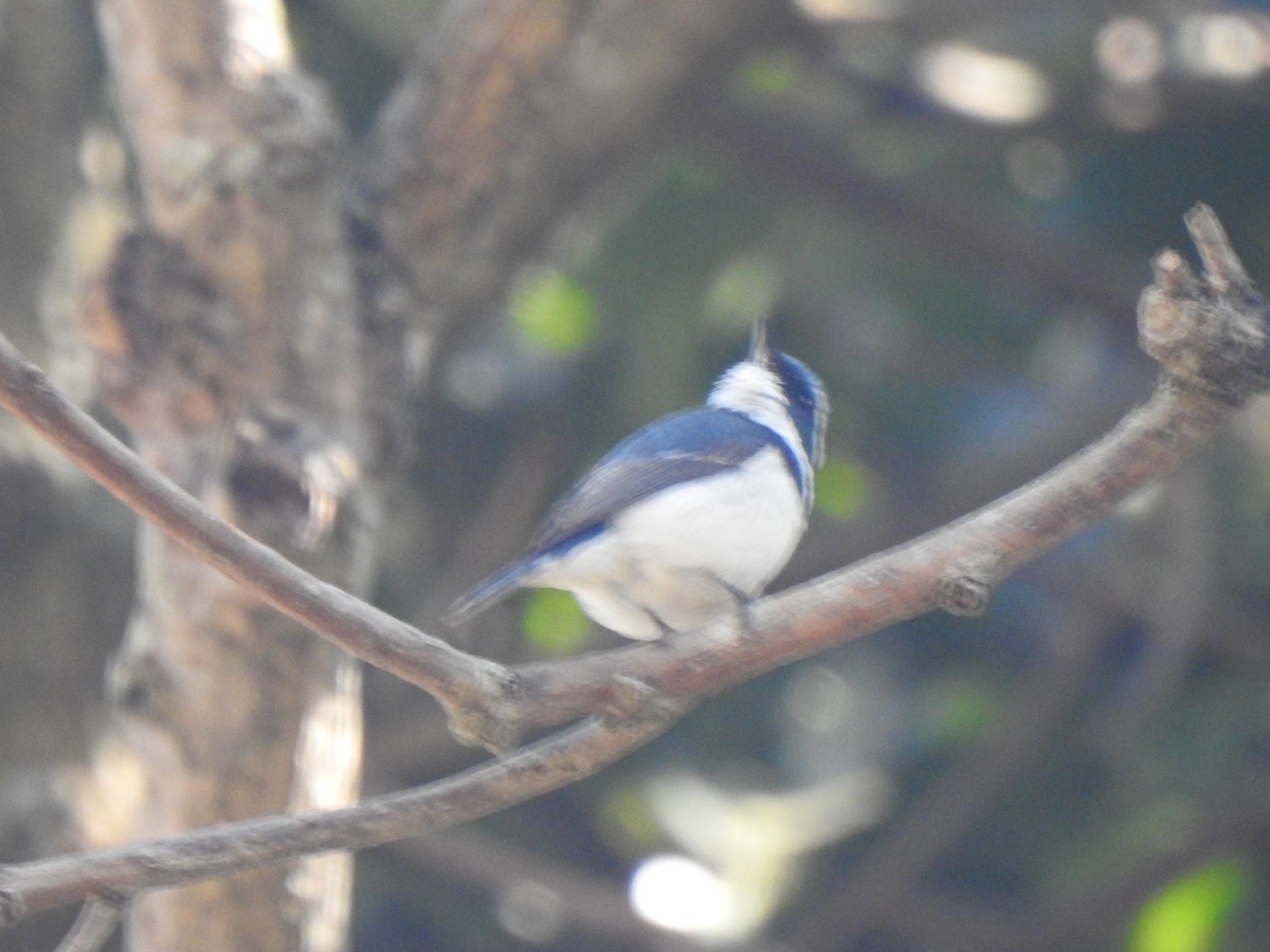 Ultramarine Flycatcher - ML615342380