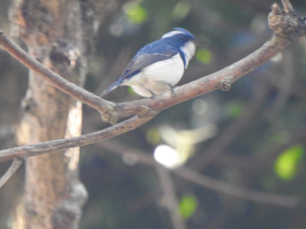 Ultramarine Flycatcher - KARTHIKEYAN R