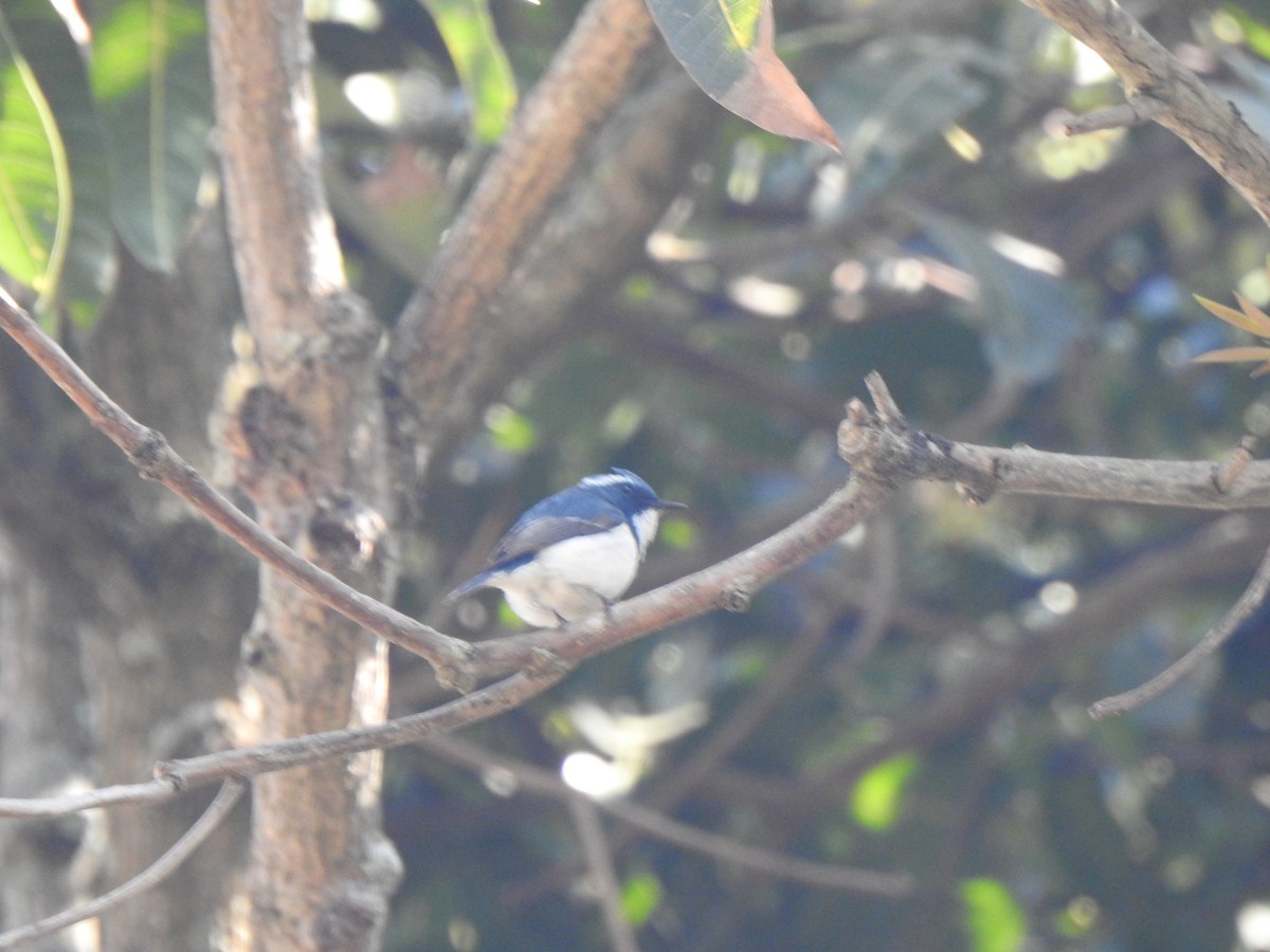 Ultramarine Flycatcher - ML615342384