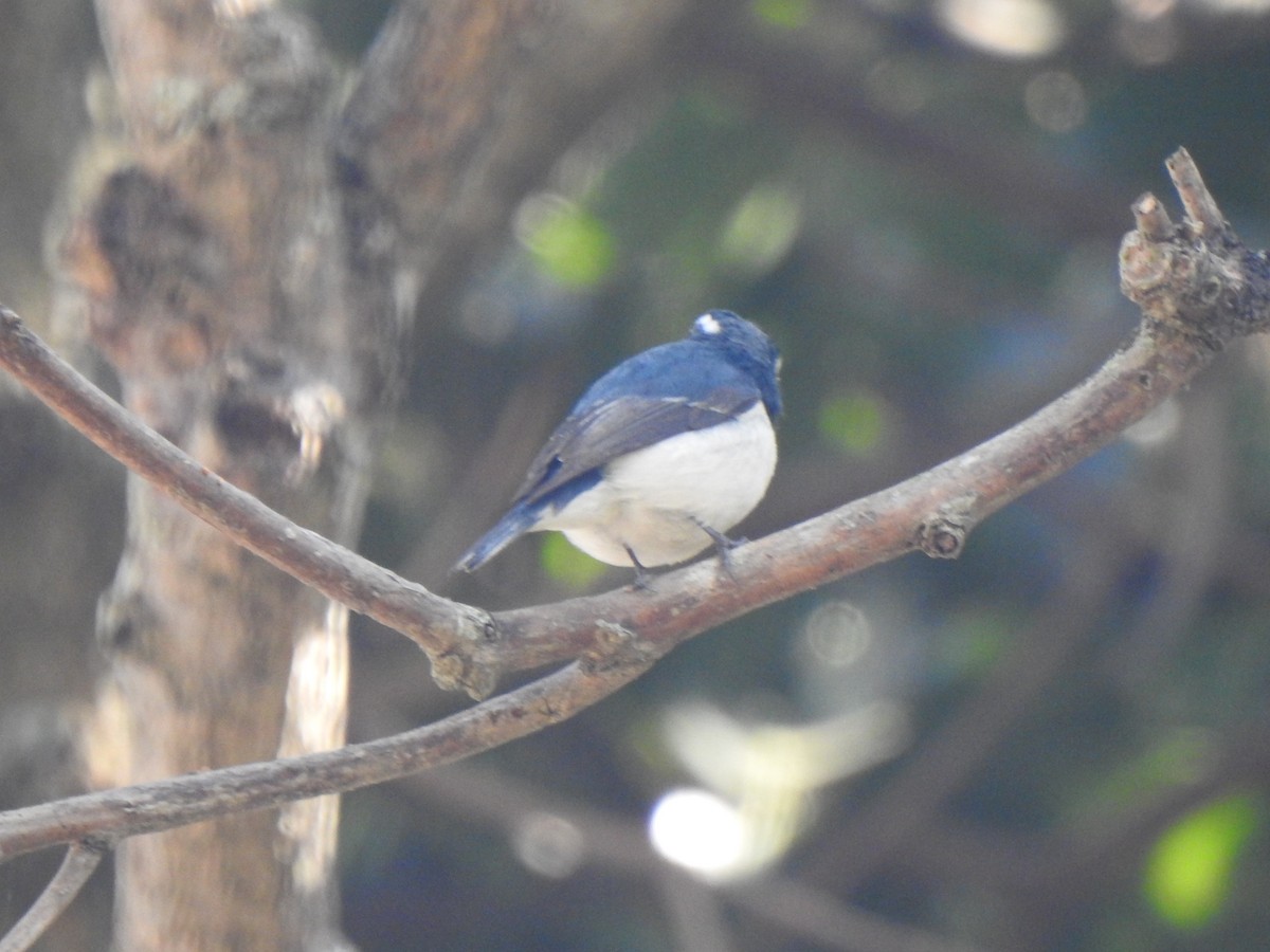 Ultramarine Flycatcher - ML615342385