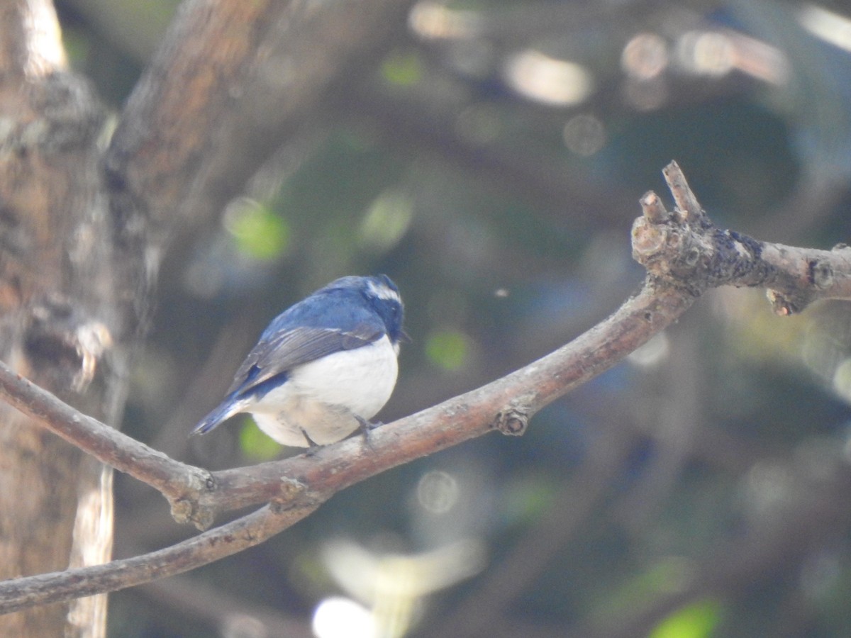 Ultramarine Flycatcher - ML615342386