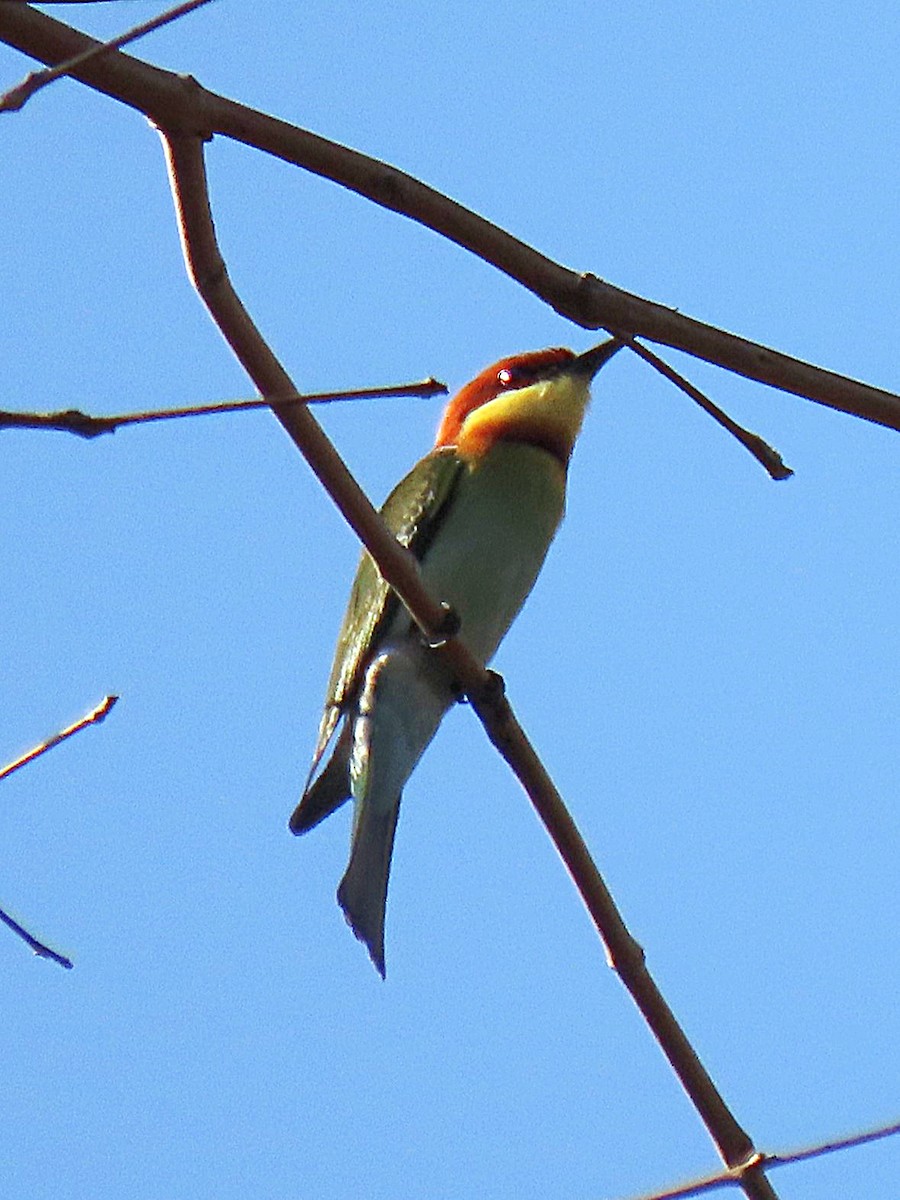 Chestnut-headed Bee-eater - ML615342402