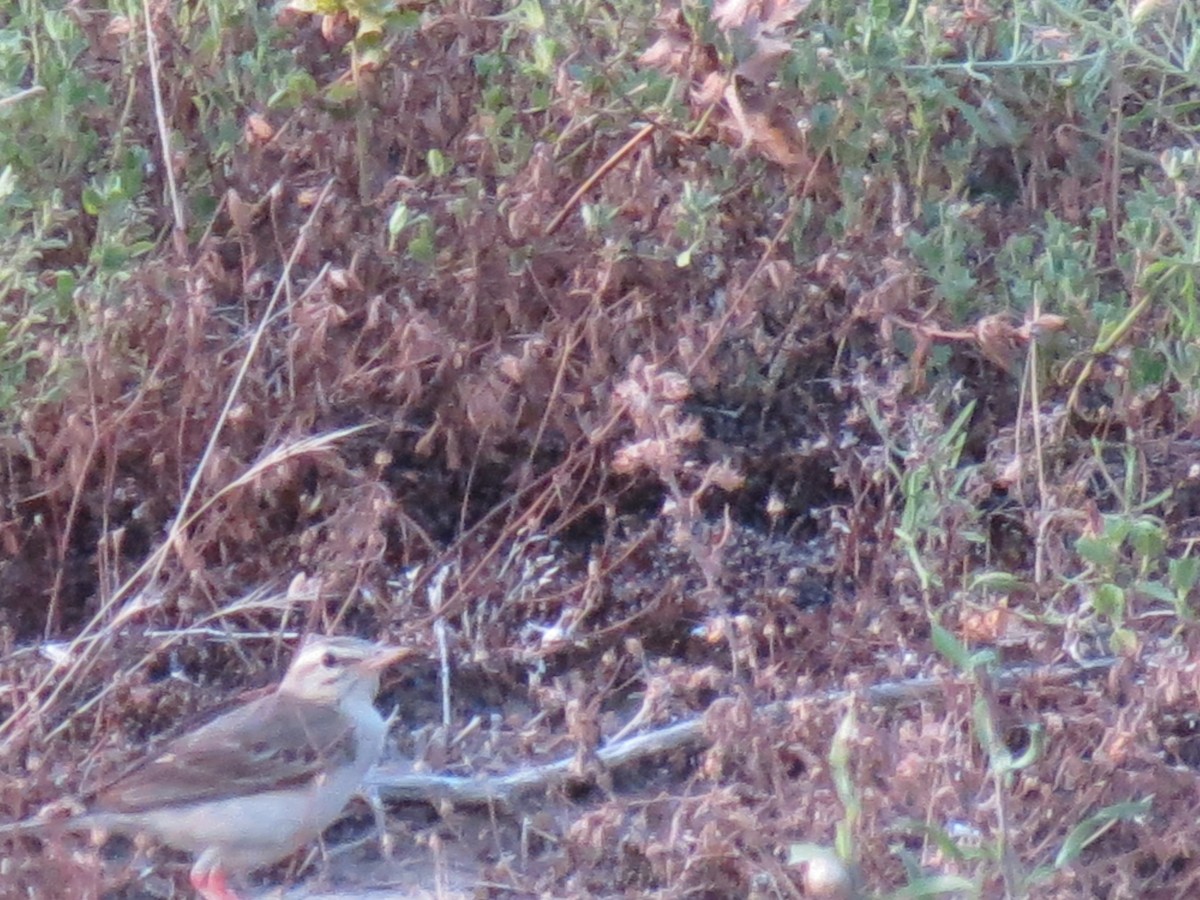 Tawny Pipit - ML615342478