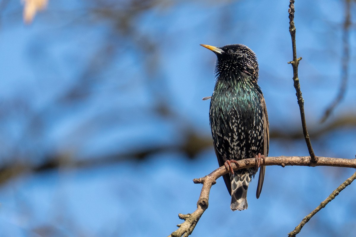 European Starling - ML615342487