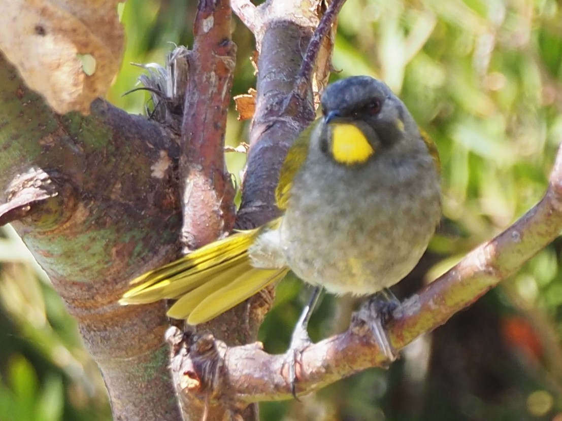 Yellow-throated Honeyeater - ML615342563