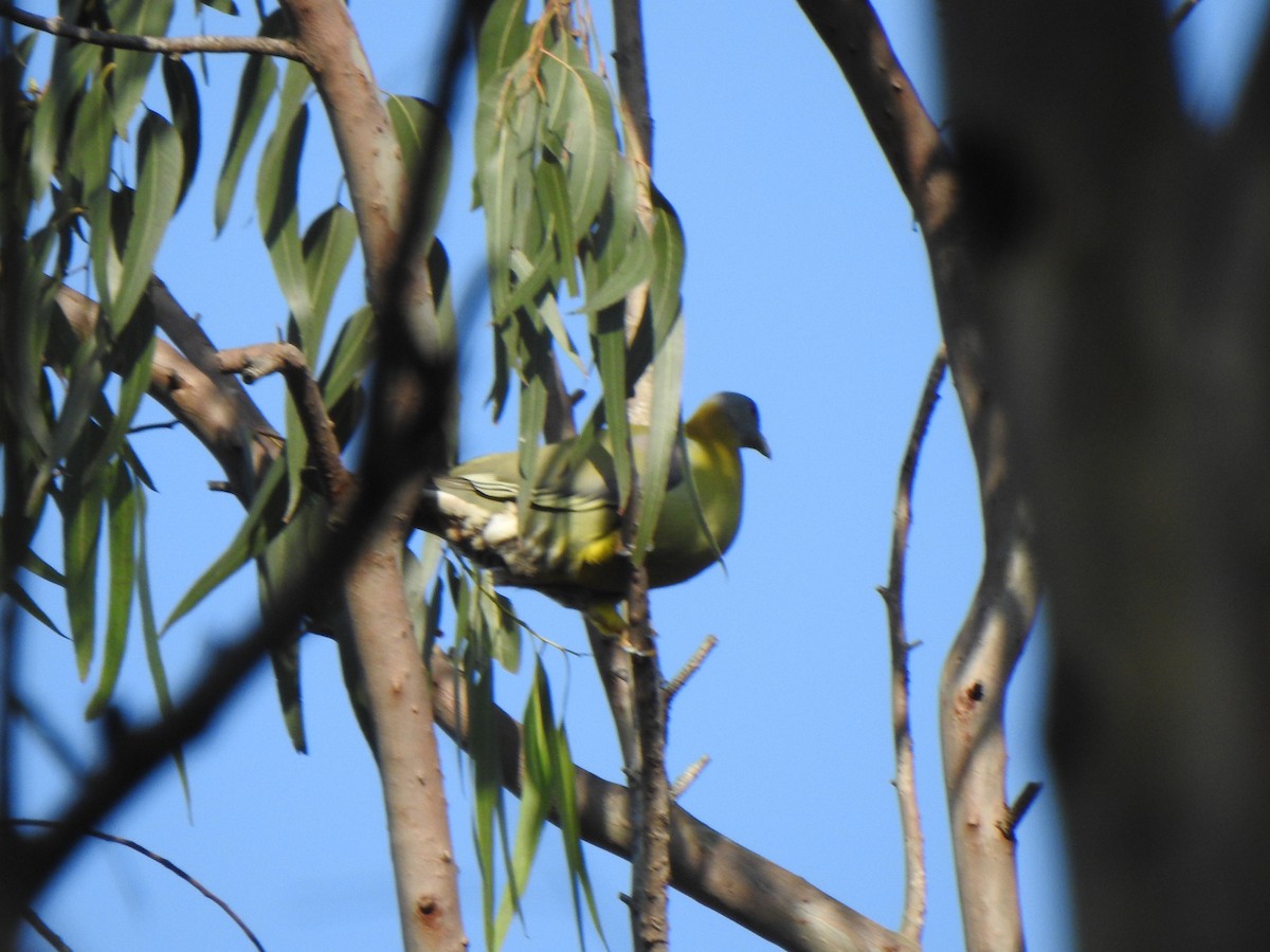 Yellow-footed Green-Pigeon - ML615342595