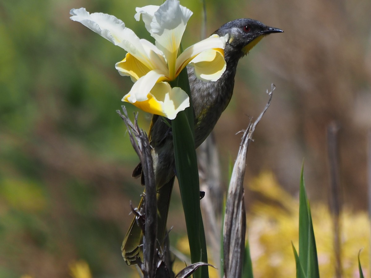 Yellow-throated Honeyeater - ML615342663