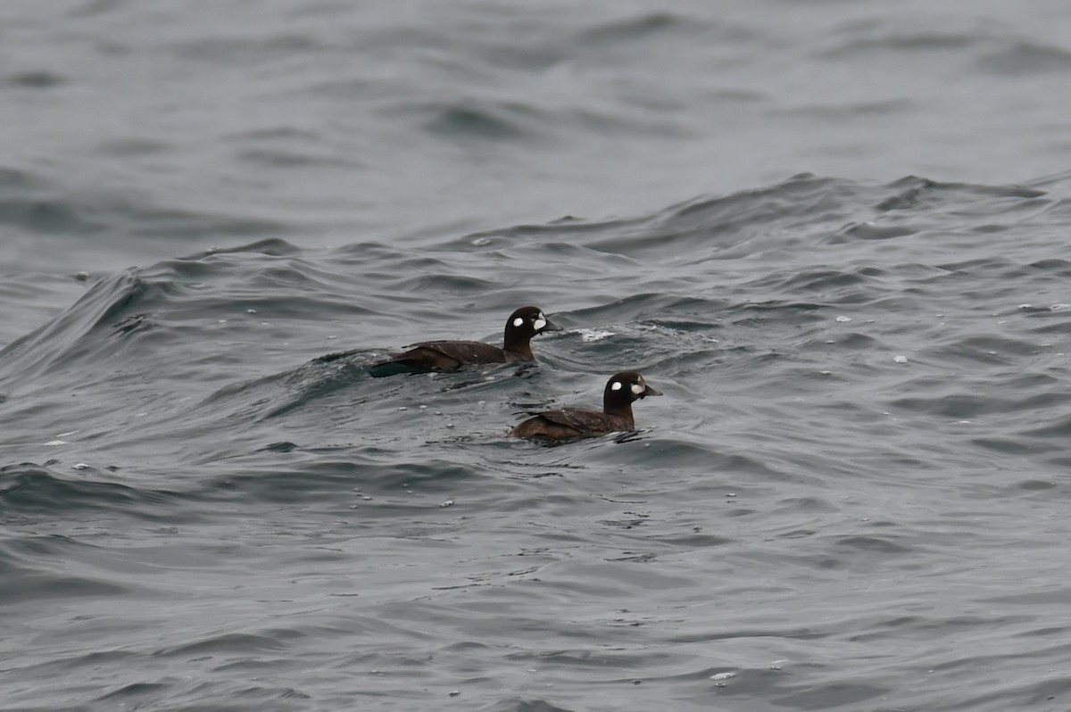 Harlequin Duck - ML615342745