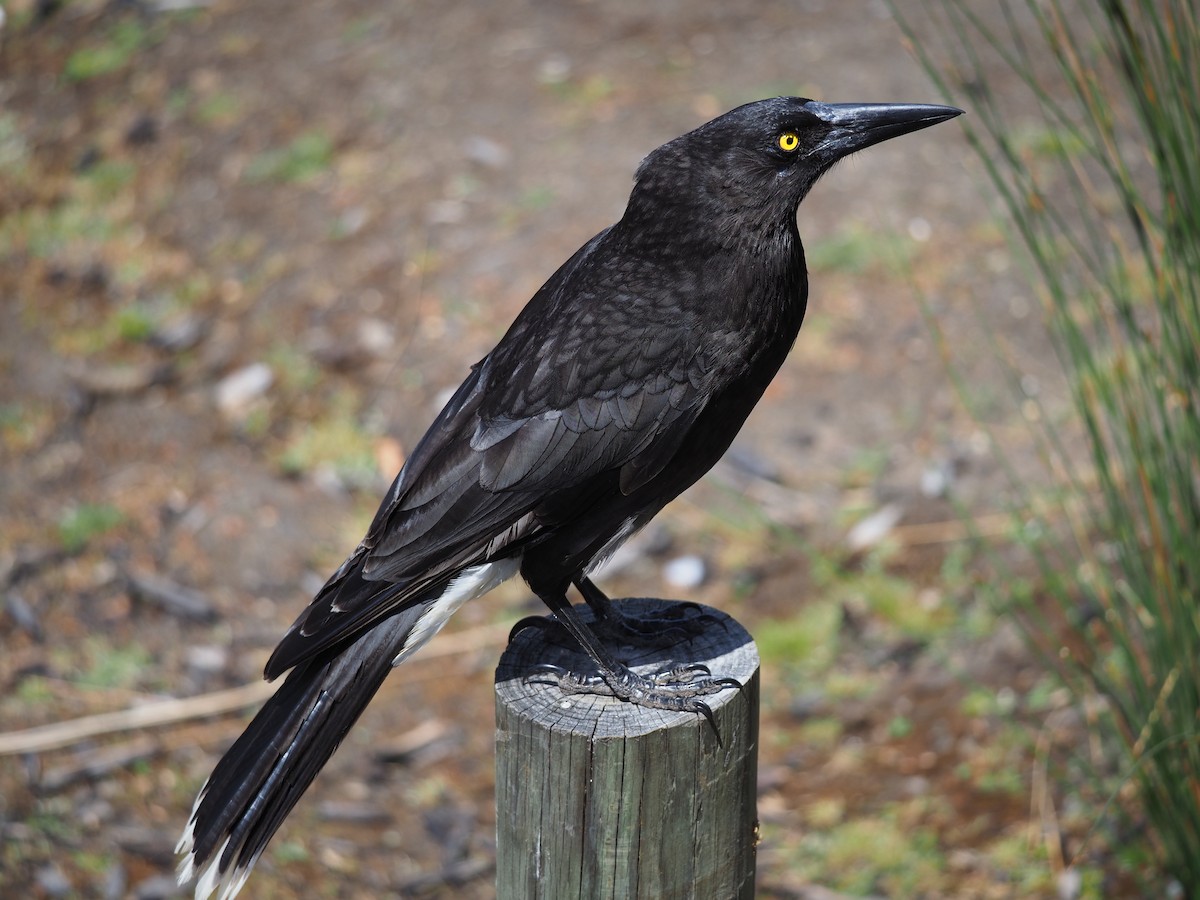 Gray Currawong - ML615342759