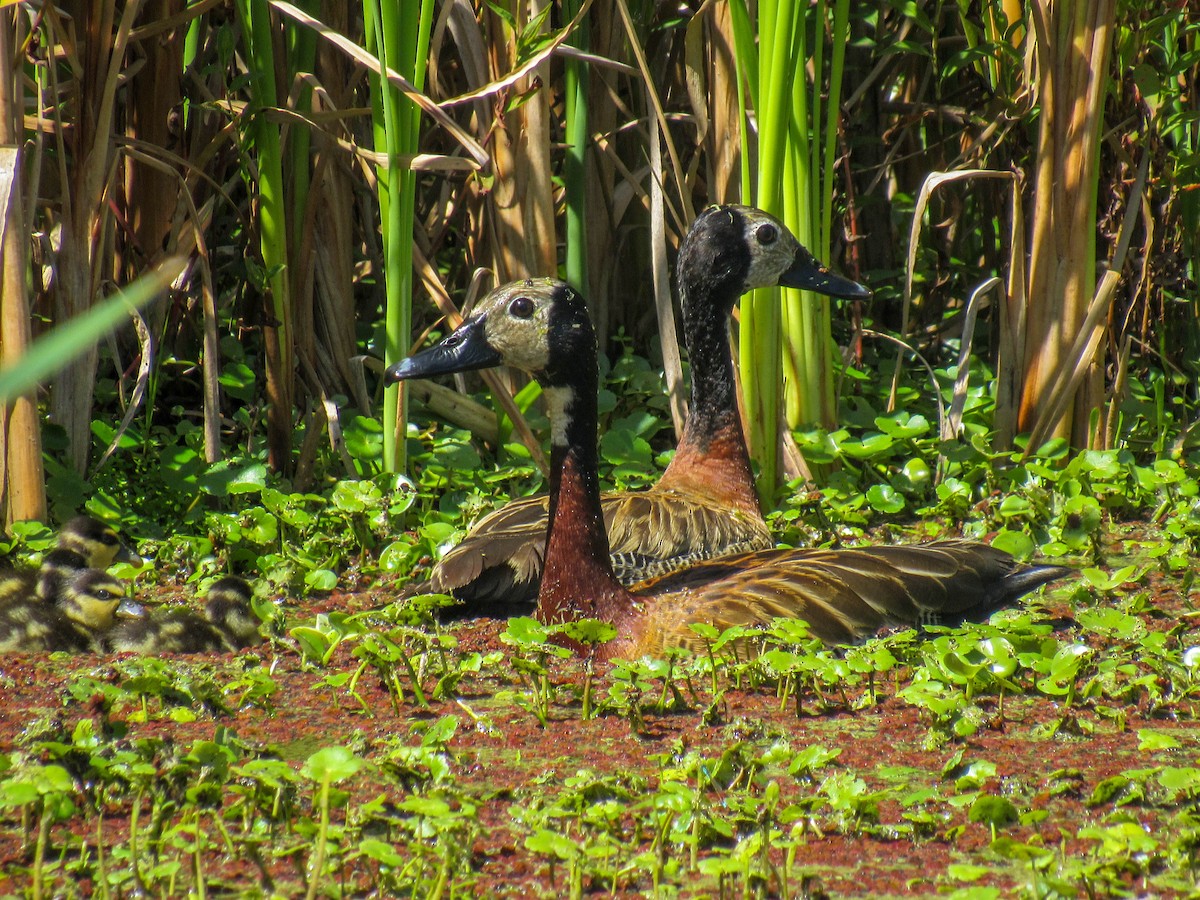 White-faced Whistling-Duck - ML615342765