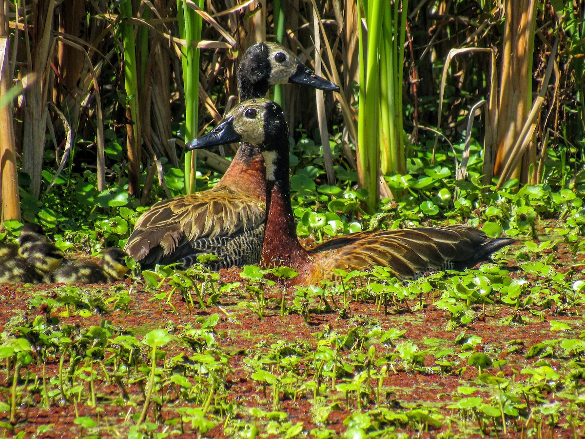 White-faced Whistling-Duck - ML615342766