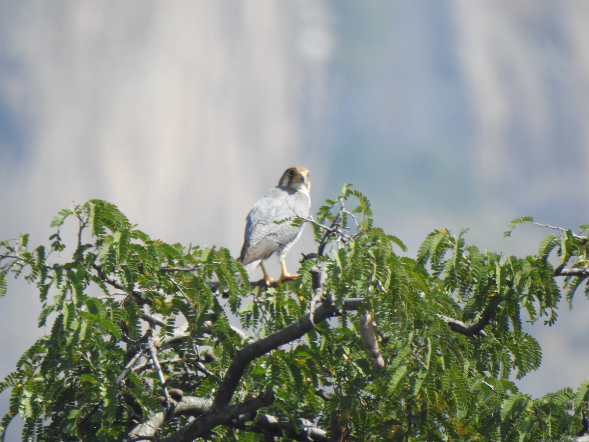 Red-necked Falcon - KARTHIKEYAN R