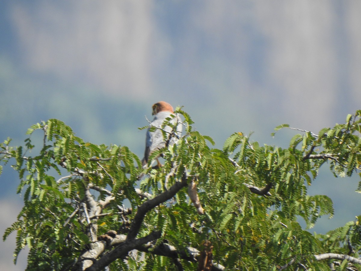 Red-necked Falcon - ML615342805