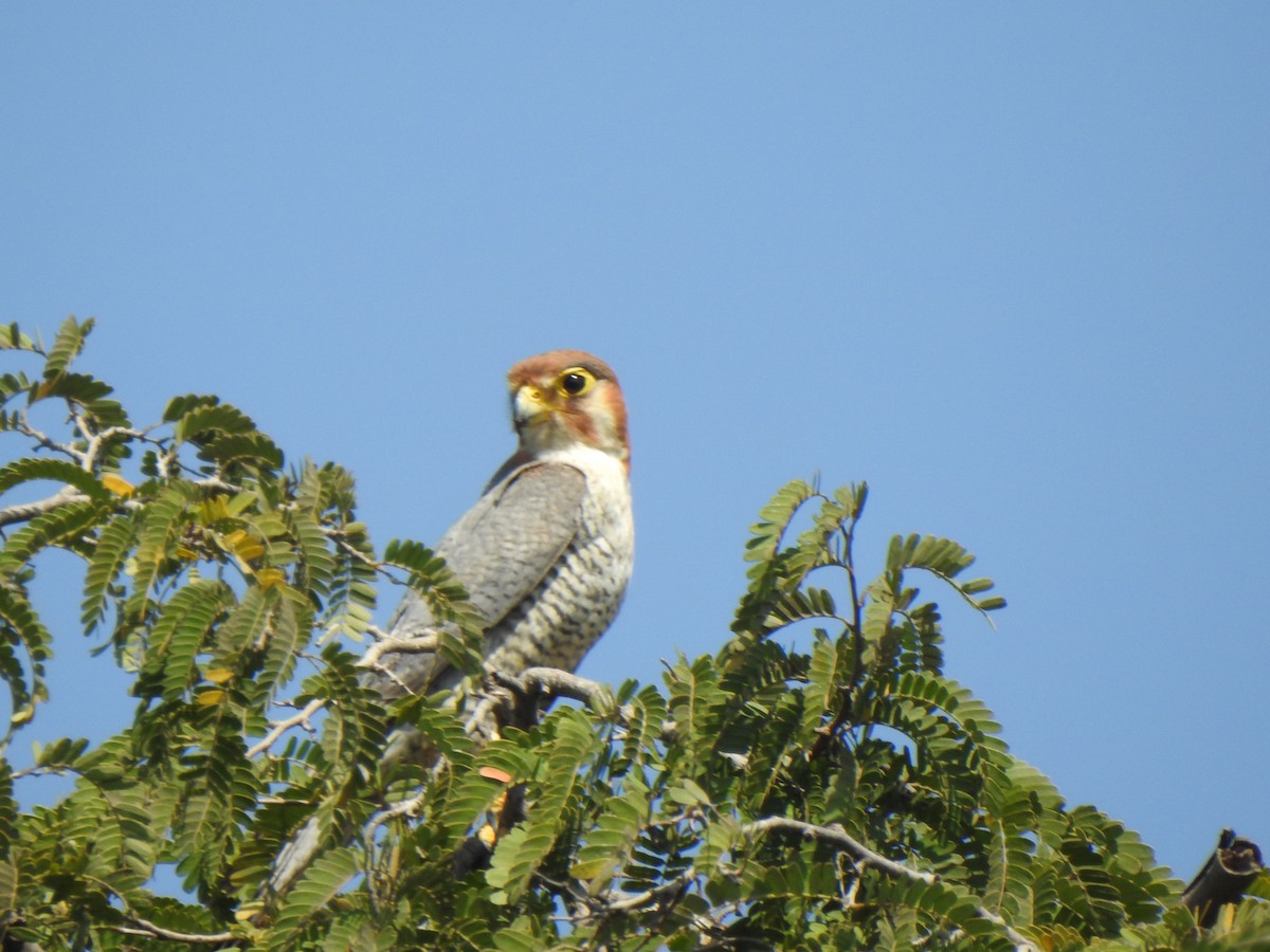 Red-necked Falcon - ML615342807