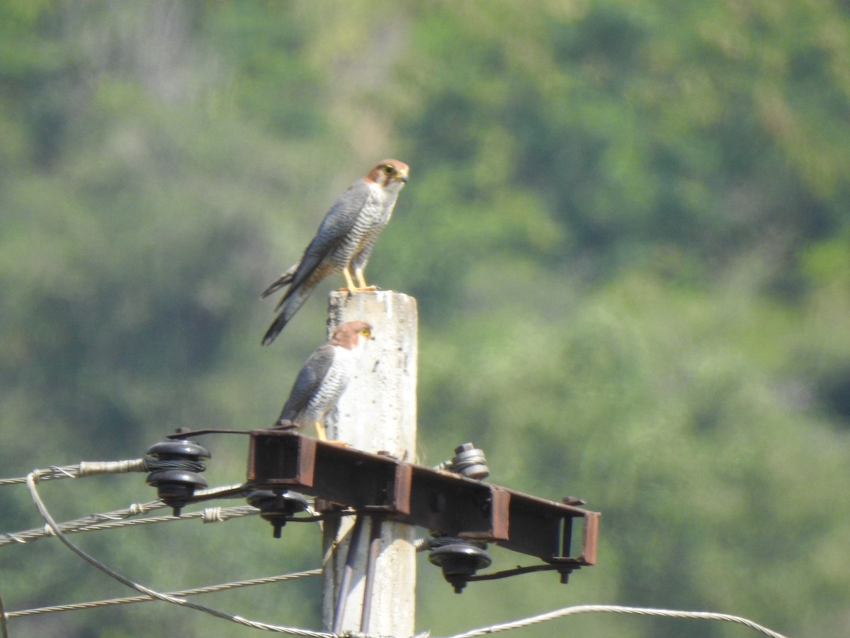 Red-necked Falcon - KARTHIKEYAN R