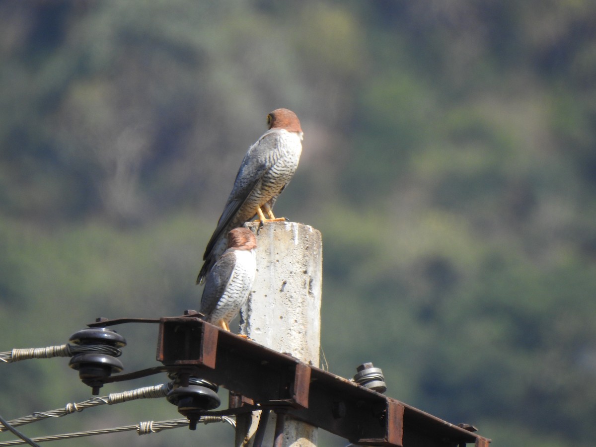 Red-necked Falcon - ML615342824