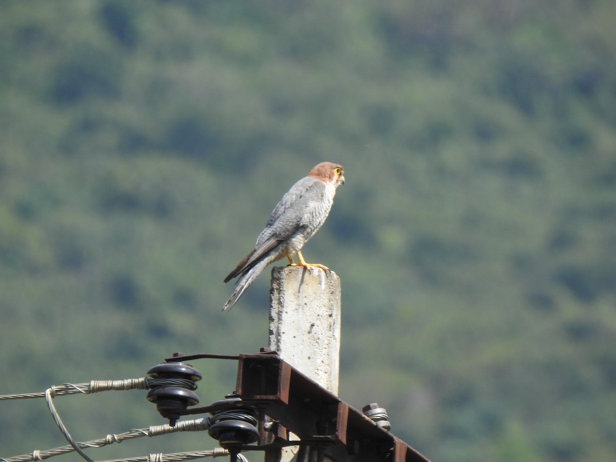 Red-necked Falcon - KARTHIKEYAN R