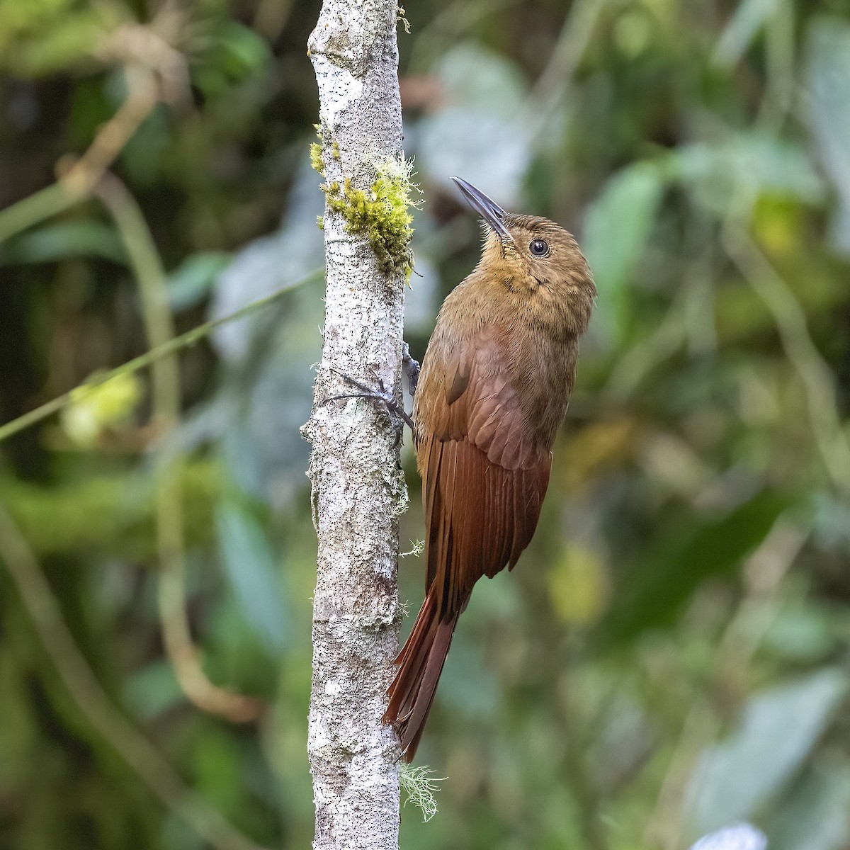 Tyrannine Woodcreeper - ML615342856