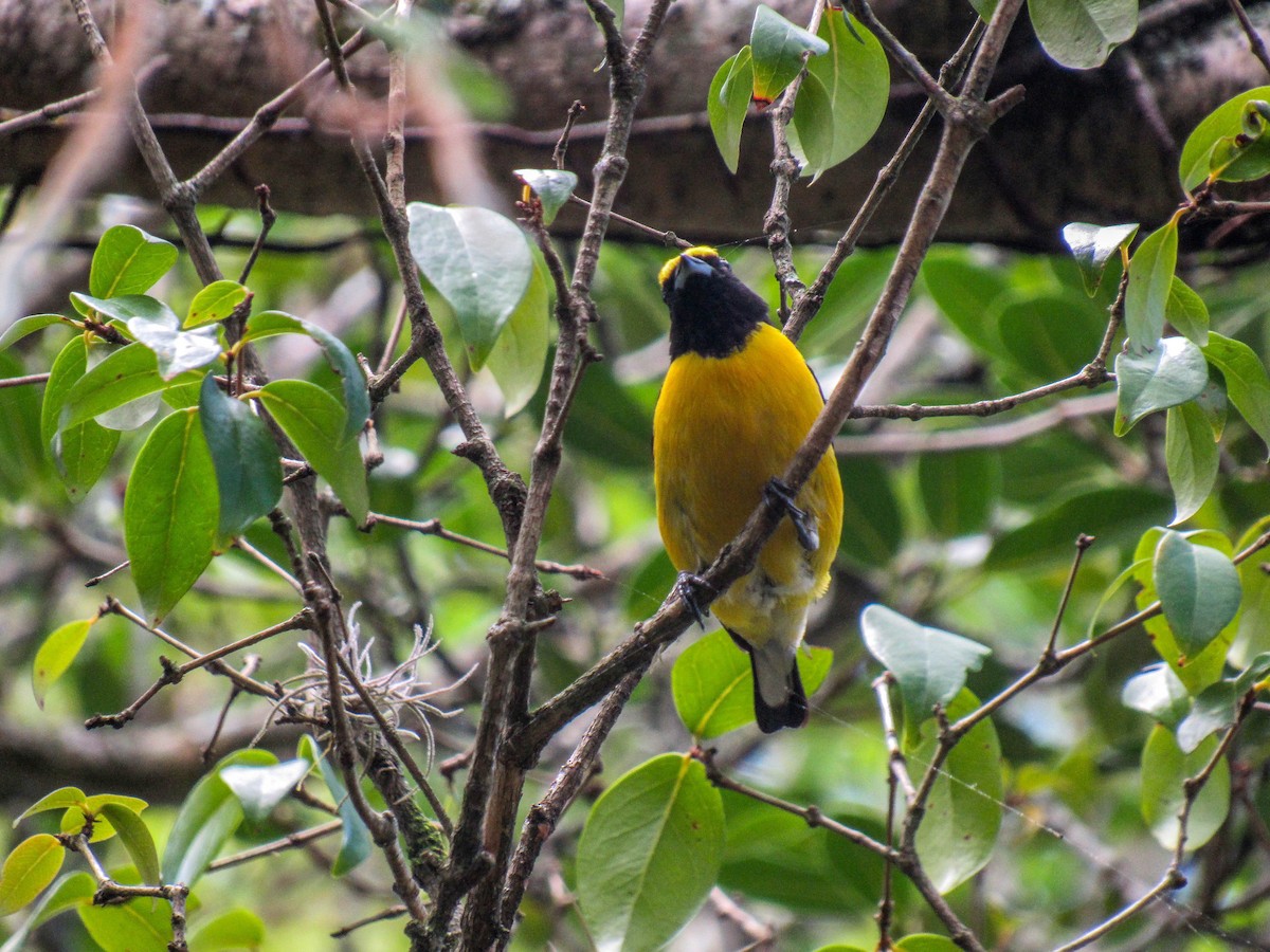 Purple-throated Euphonia - ML615342894