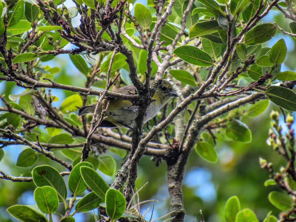 Purple-throated Euphonia - ML615342895