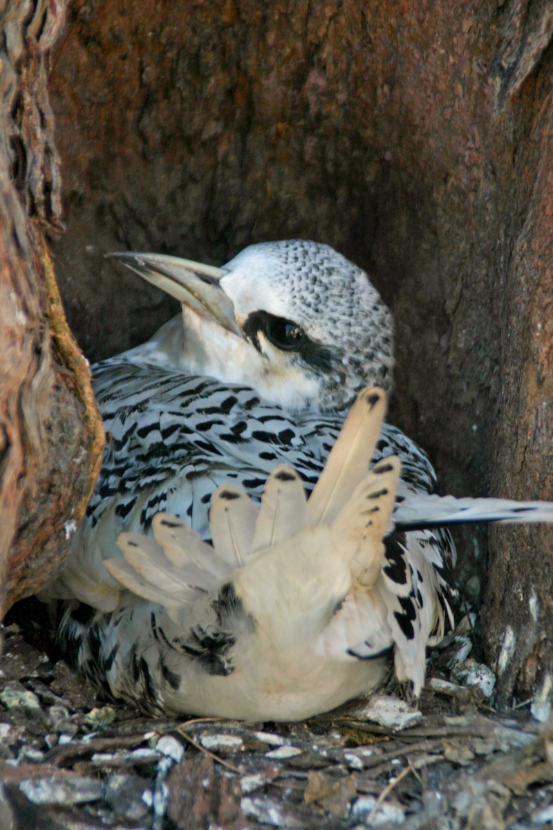 White-tailed Tropicbird - ML615342898