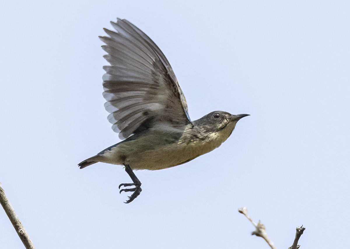 Cambodian Flowerpecker - ML615343009