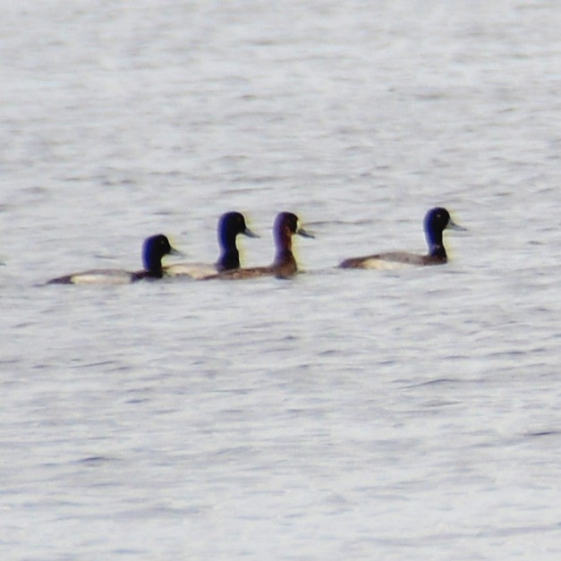 Greater Scaup - ML615343063