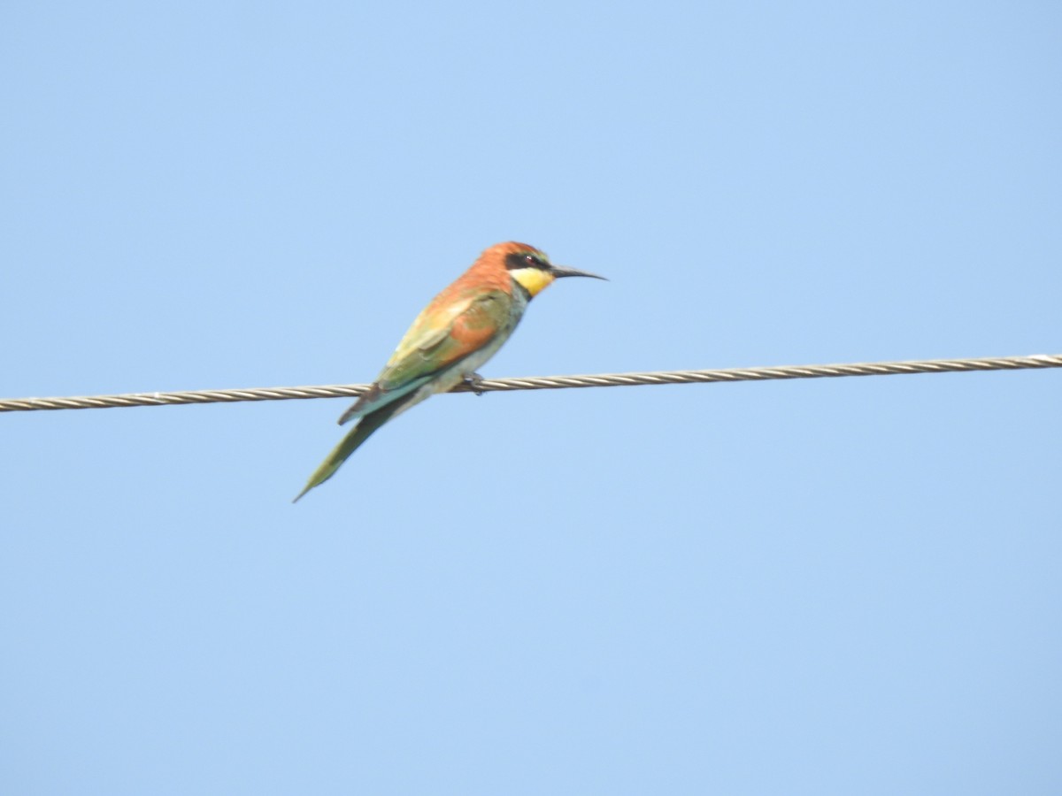 European Bee-eater - ML615343089