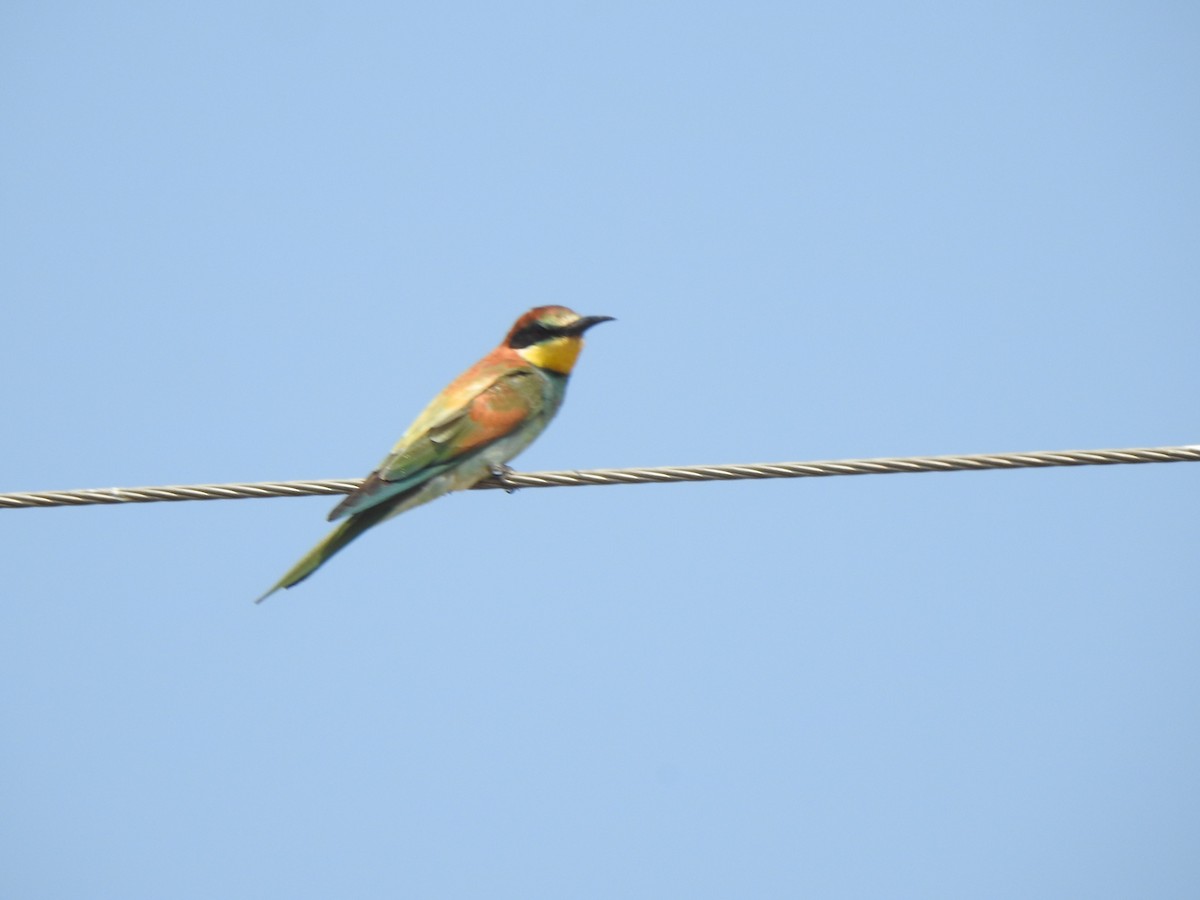 European Bee-eater - ML615343090