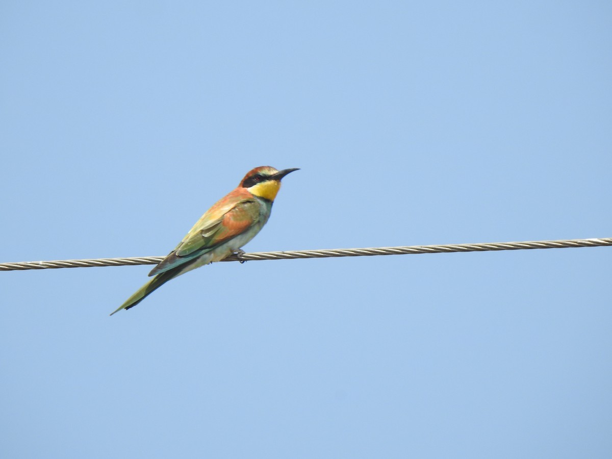 European Bee-eater - ML615343091