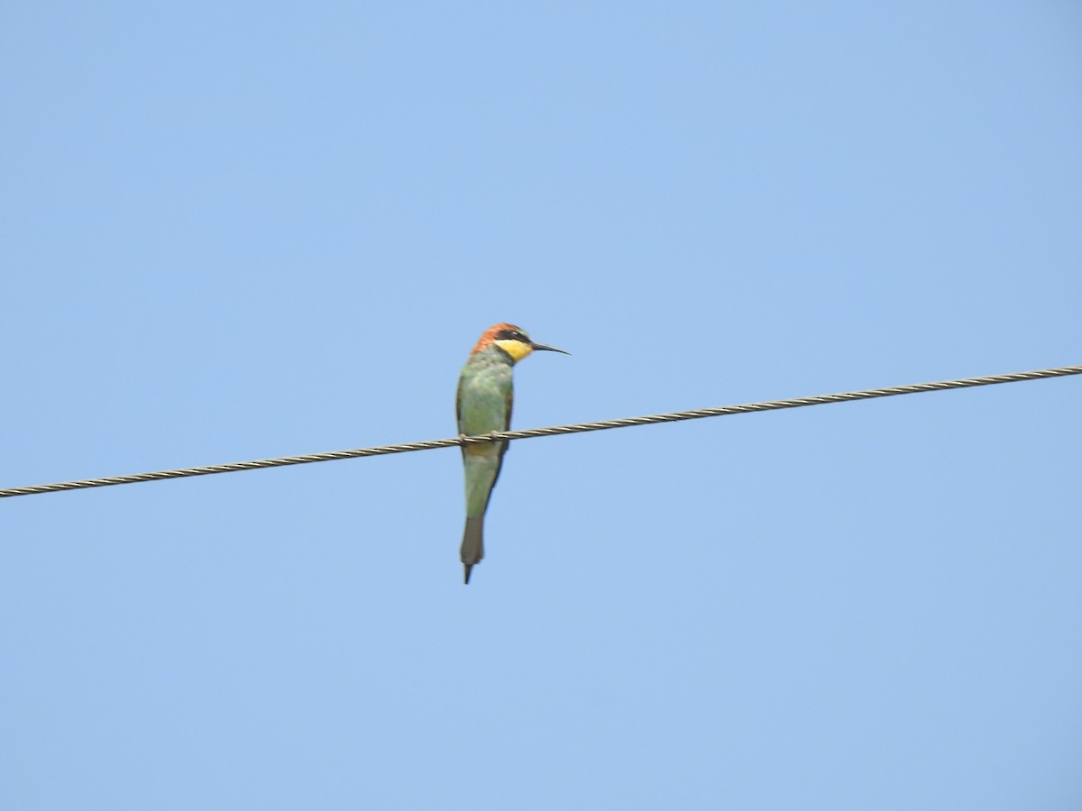 European Bee-eater - ML615343092