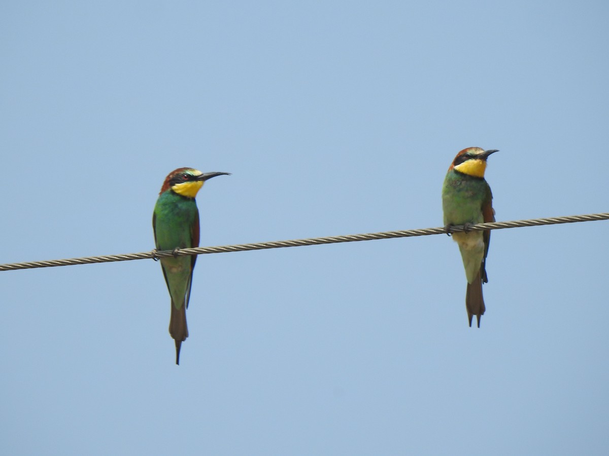 European Bee-eater - ML615343094