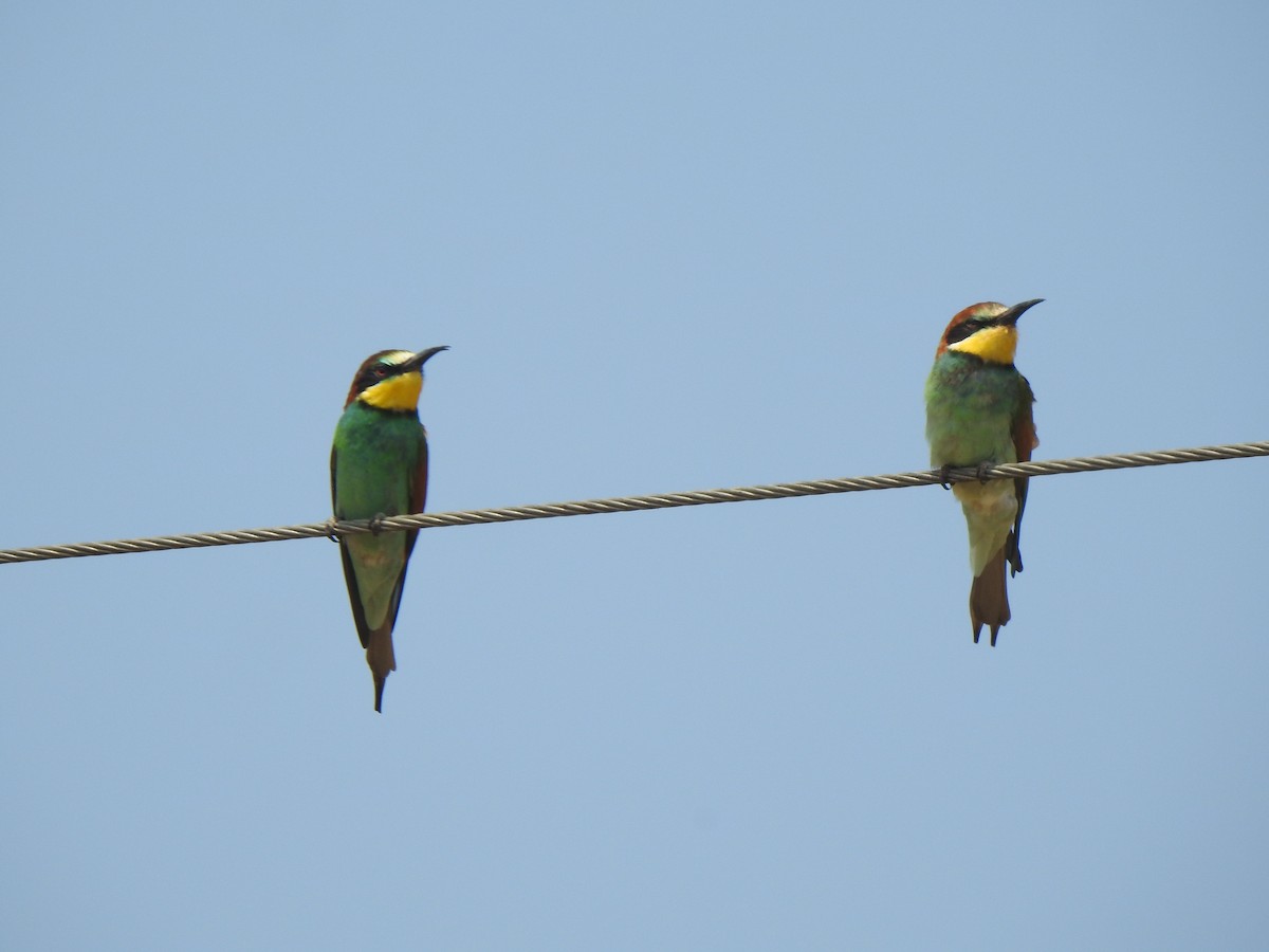 European Bee-eater - ML615343095