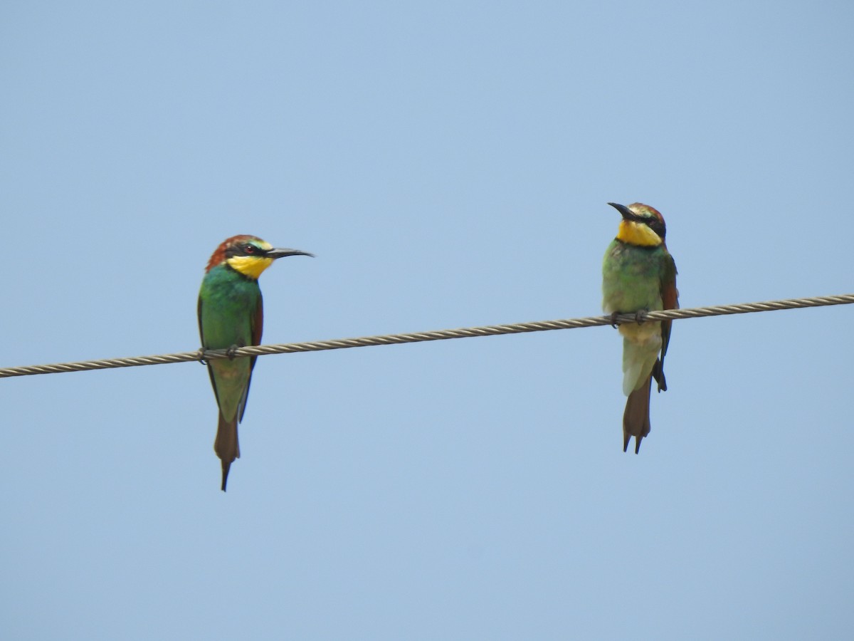 European Bee-eater - ML615343098