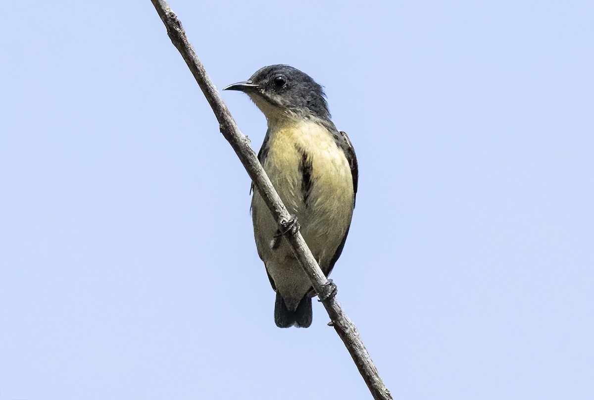 Cambodian Flowerpecker - ML615343106