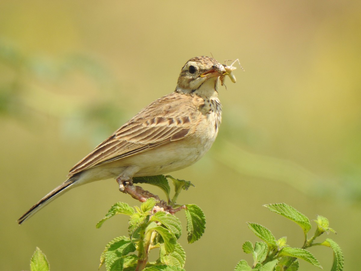 Paddyfield Pipit - ML615343115