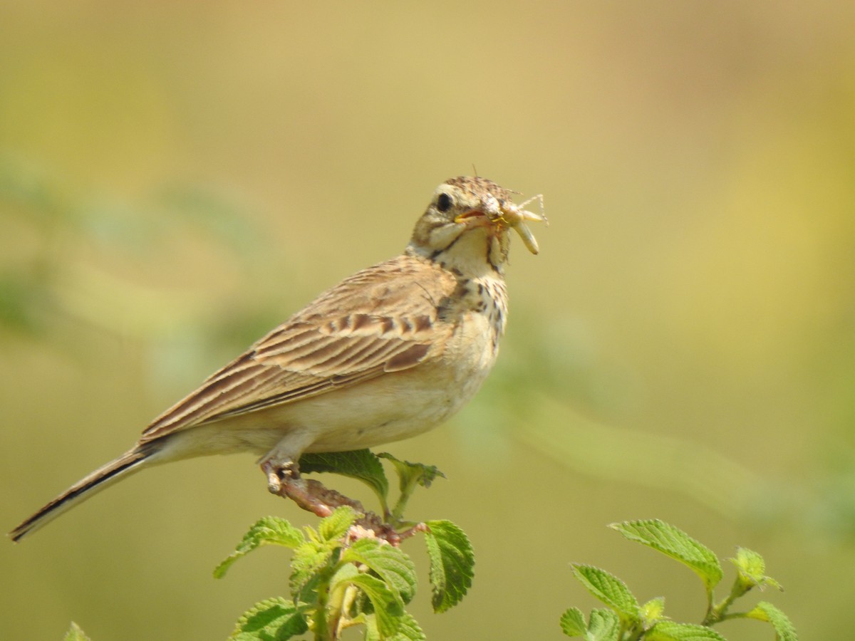 Paddyfield Pipit - ML615343117