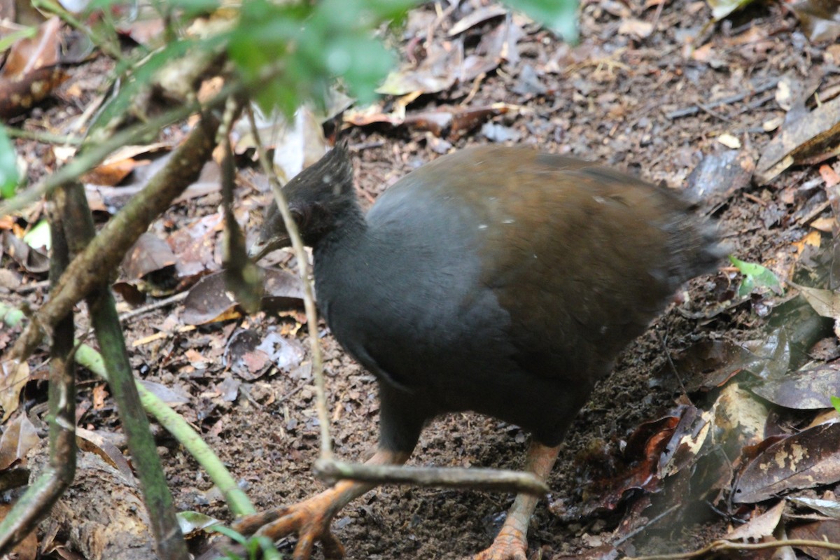 Rotbein-Großfußhuhn - ML615343186