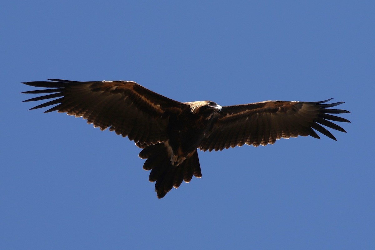 Wedge-tailed Eagle - ML615343193