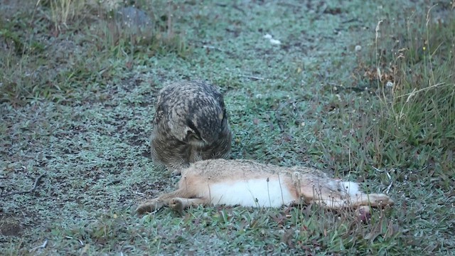 Lesser Horned Owl - ML615343359