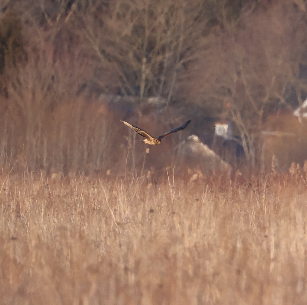 Northern Harrier - ML615343399