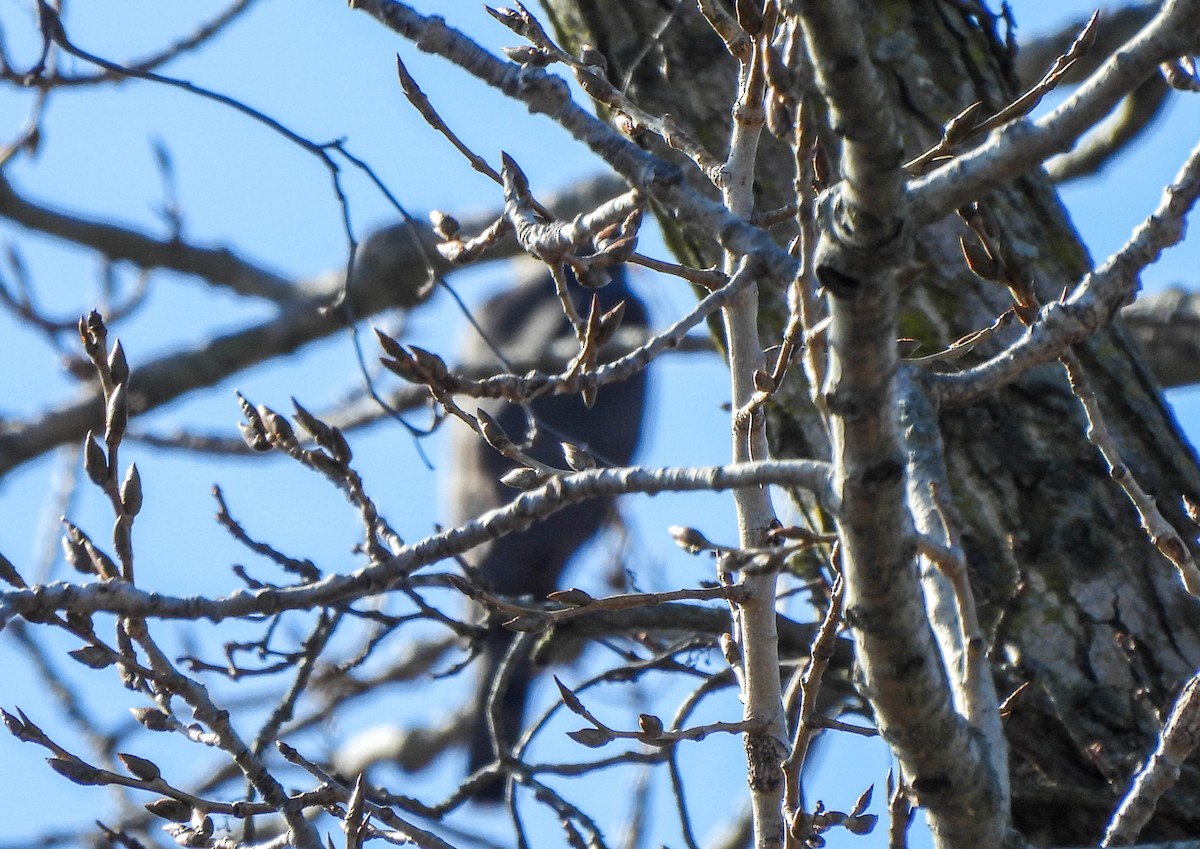 Sharp-shinned Hawk - ML615343411