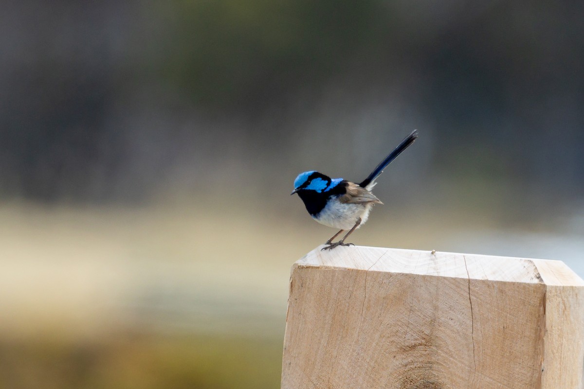 Superb Fairywren - Graham Possingham