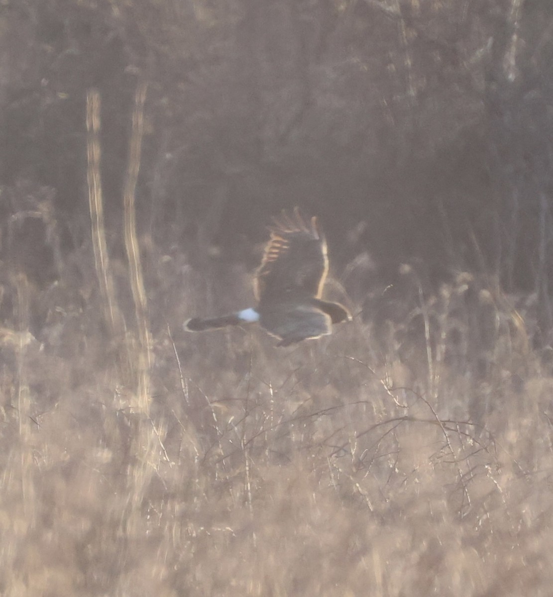 Northern Harrier - ML615343425