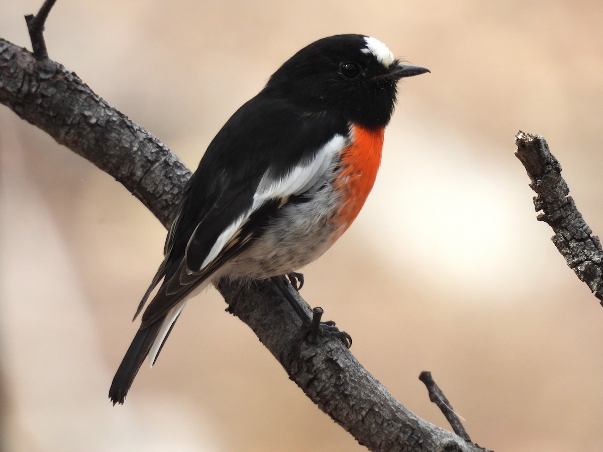 Scarlet Robin - ML615343431