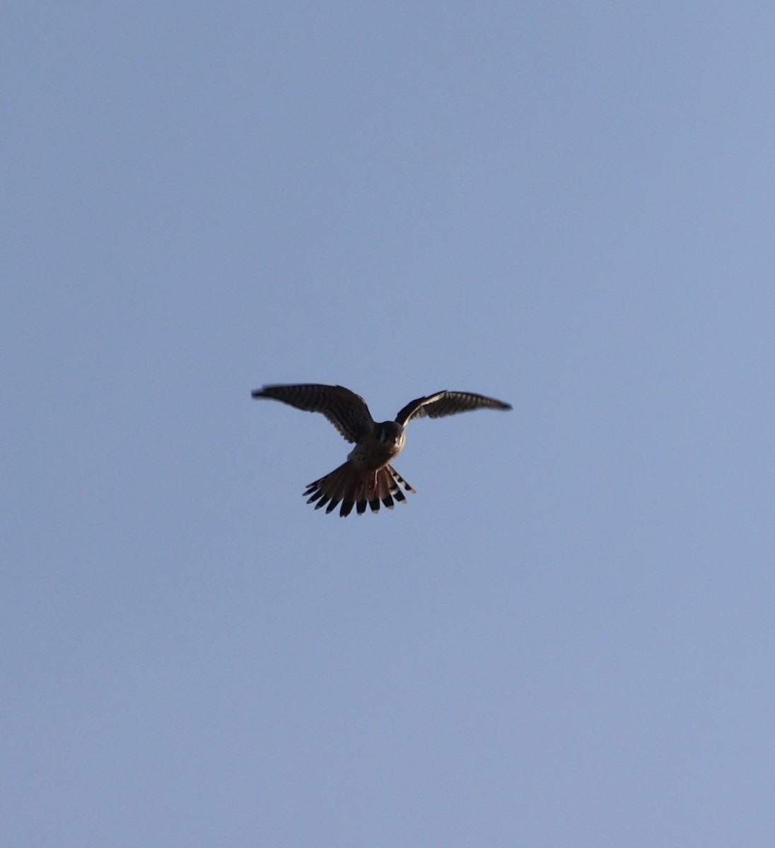 American Kestrel - ML615343459