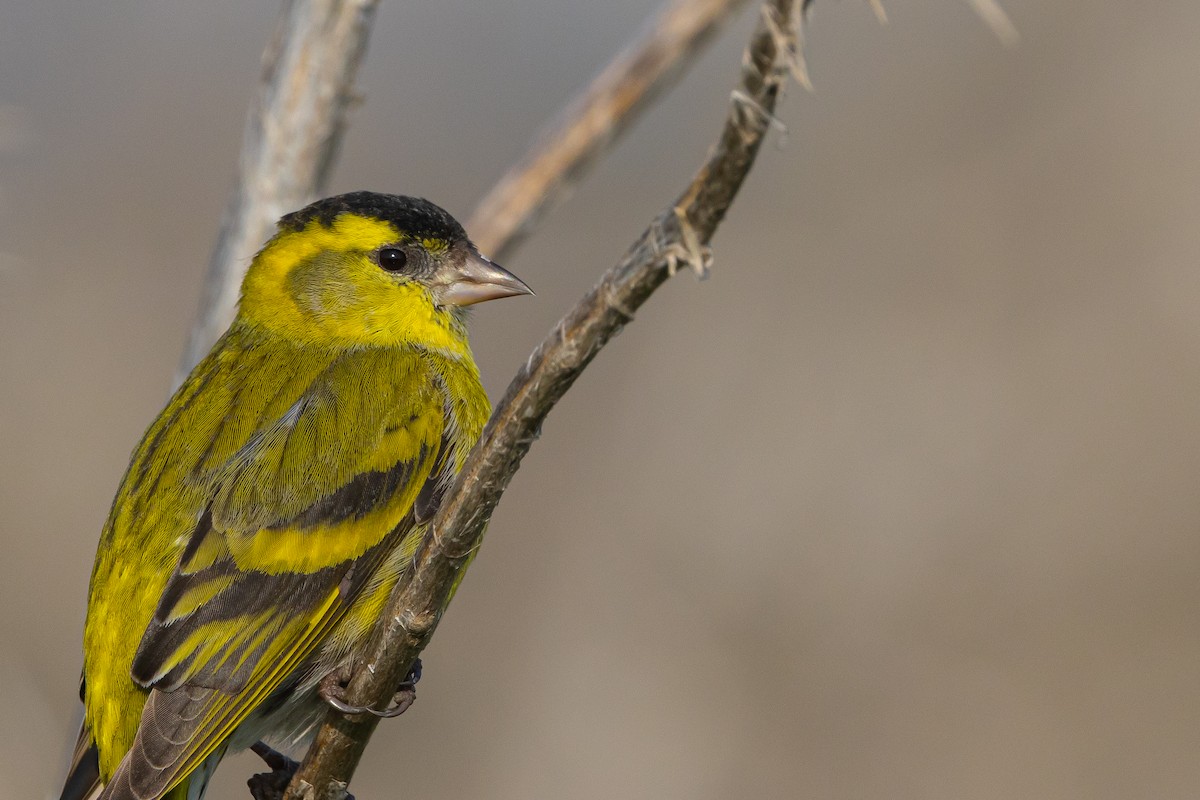 Eurasian Siskin - ML615343511