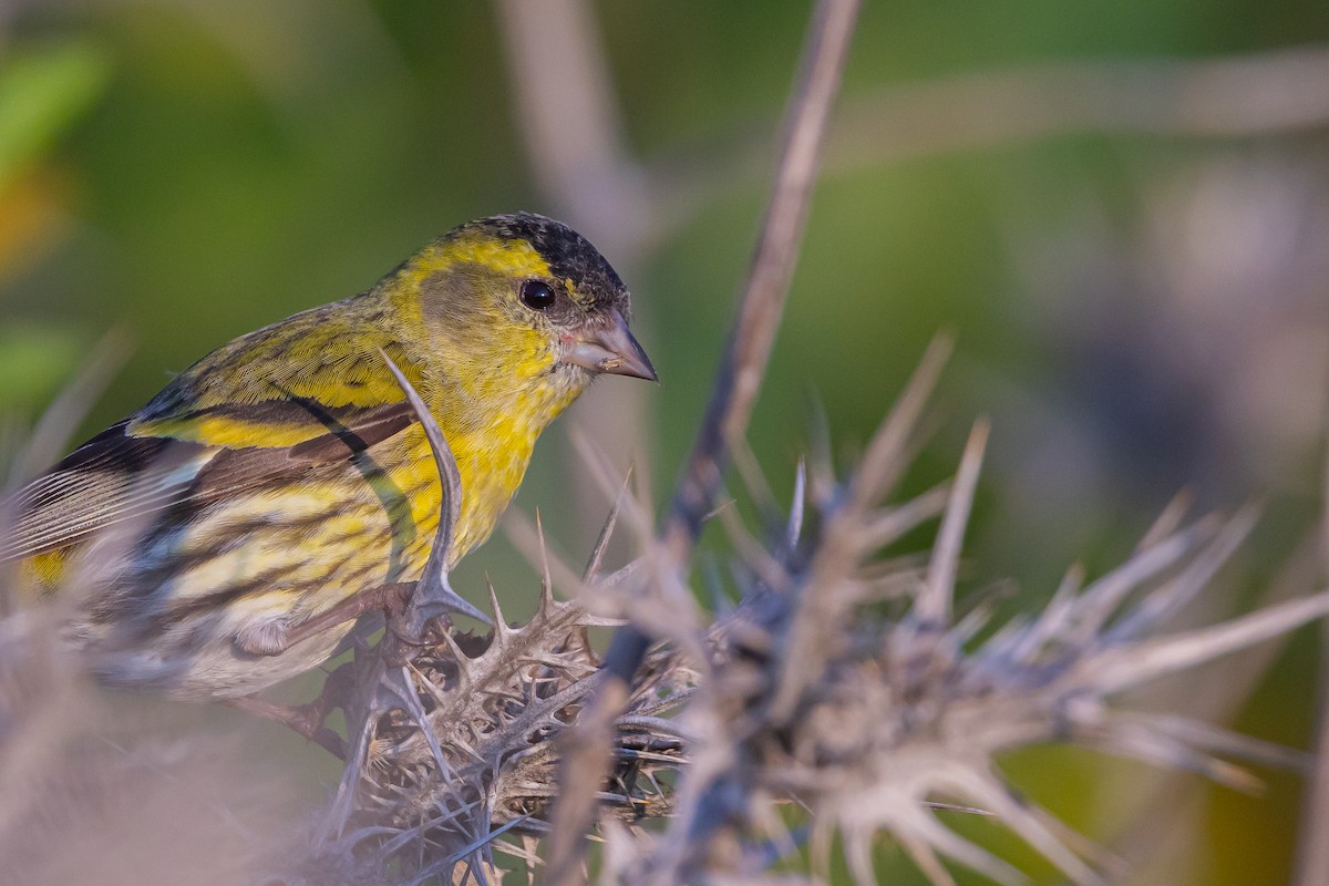 Eurasian Siskin - ML615343515