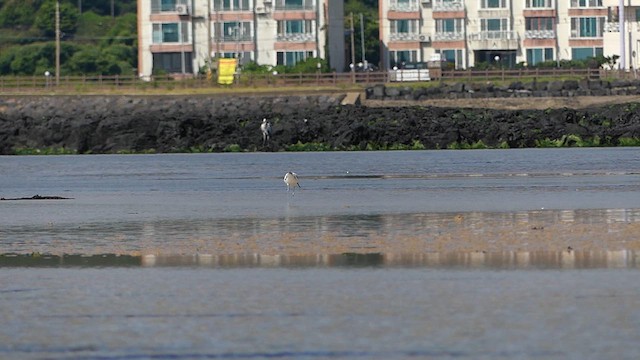 Avocette élégante - ML615343566